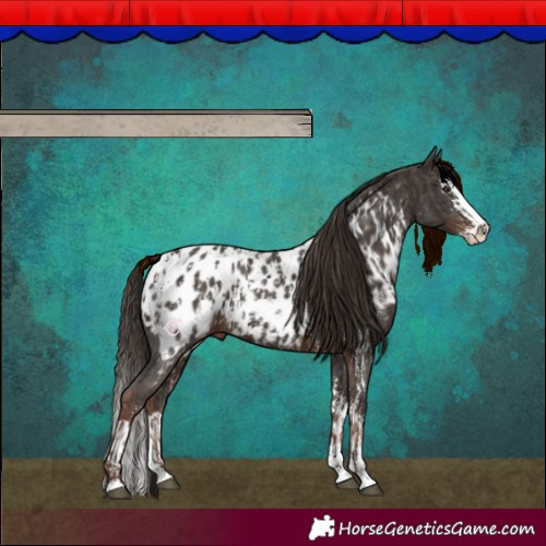 Horse Color:Liver Chestnut Sabino Splash Appaloosa  and Liver Chestnut Sabino Splash Appaloosa 