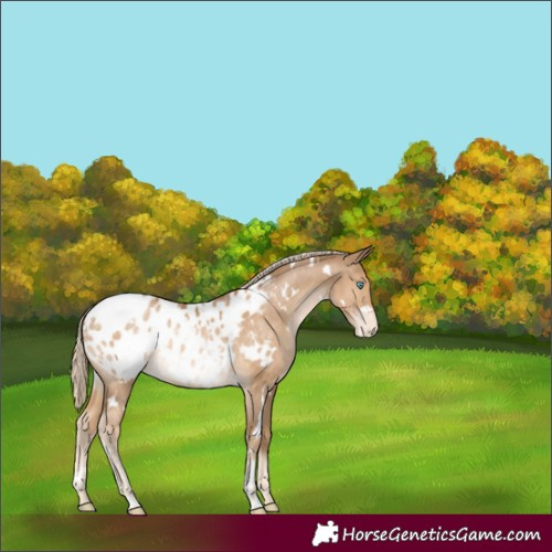Horse Color:White Spotted Chocolate Palomino Pearl Appaloosa Rabicano 