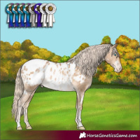 Horse Color:White Spotted Chocolate Palomino Pearl Appaloosa Rabicano 