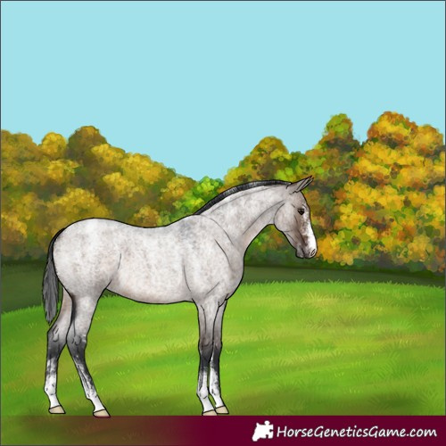 Horse Color:Powder White Brown Roan Dun 