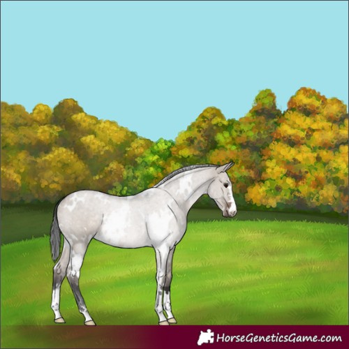Horse Color:White Spotted Brown Dun Rabicano 