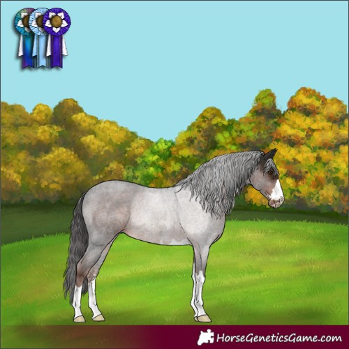 Horse Color:Liver Chestnut Rabicano 