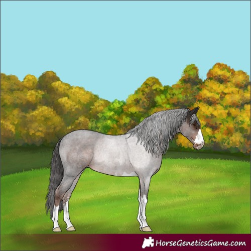 Horse Color:Liver Chestnut Rabicano 