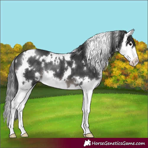 Horse Color:White Spotted Black Splash 