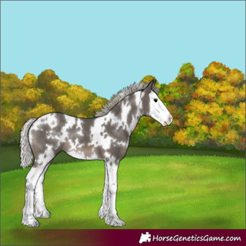 Horse Color:White Spotted Silver Black Splash 