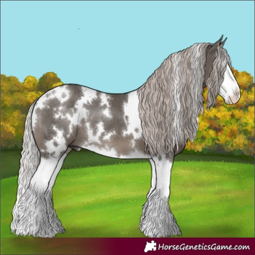Horse Color:White Spotted Silver Black Splash