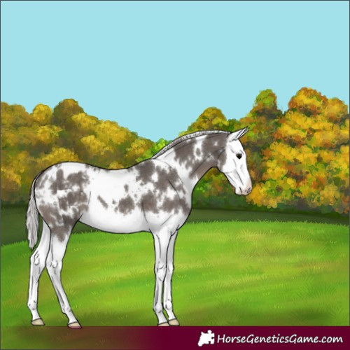 Horse Color:White Spotted Silver Black Splash Appaloosa 