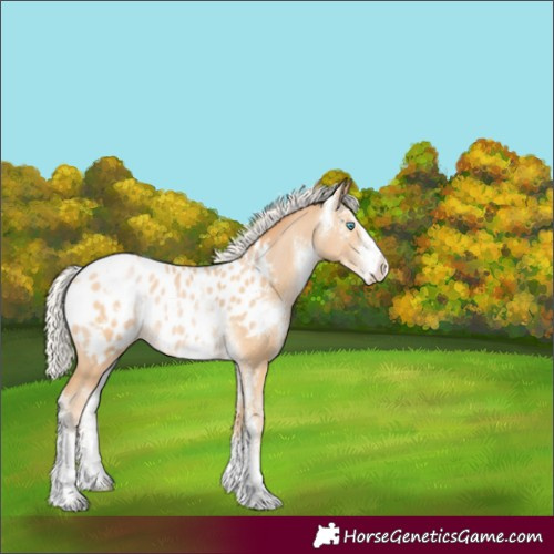 Horse Color:Silver Buckskin Pearl Sabino Appaloosa Rabicano 