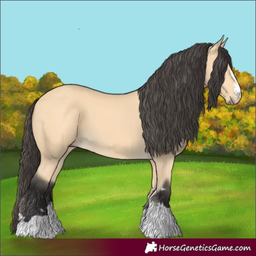 Horse Color:Buckskin 