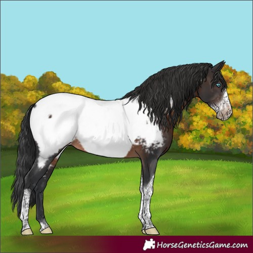 Horse Color:Brown Sabino Tobiano Frame Appaloosa Rabicano 