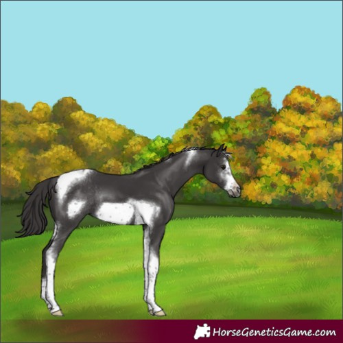 Horse Color:Smoky Black Sabino Tobiano Frame Rabicano 
