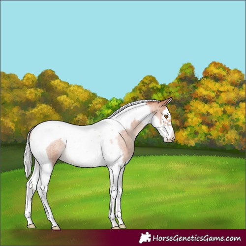 Horse Color:Silver Classic Champagne Roan Splash Tobiano Frame Rabicano