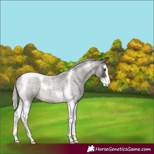 Horse Color:Silver Buckskin Roan Splash Tobiano Rabicano