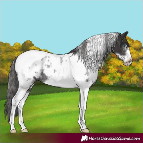 Horse Color:White Spotted Smoky Black Tobiano Frame Appaloosa Rabicano 