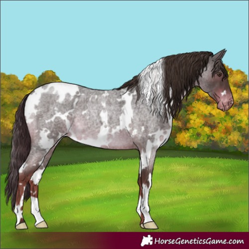 Horse Color:White Spotted Liver Red Roan Appaloosa 