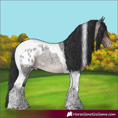 Horse Color:Brown Roan Tobiano Appaloosa 