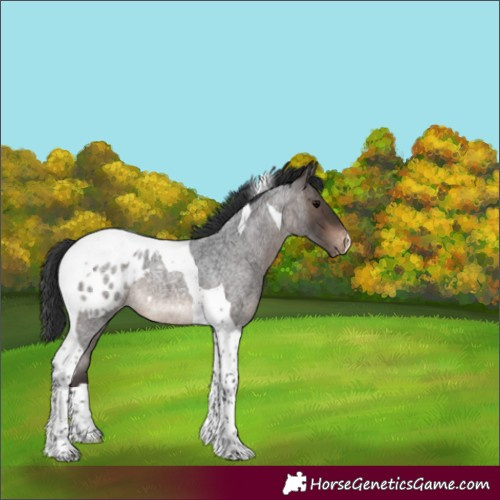 Horse Color:Brown Roan Tobiano Appaloosa 