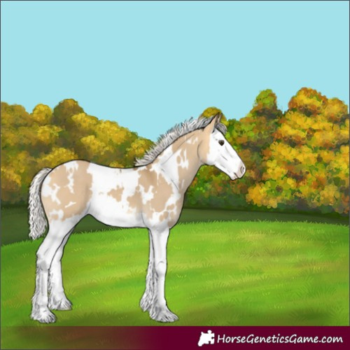 Horse Color:White Spotted Silver Buckskin Dun Splash