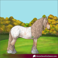 Horse Color:Red Roan Appaloosa 