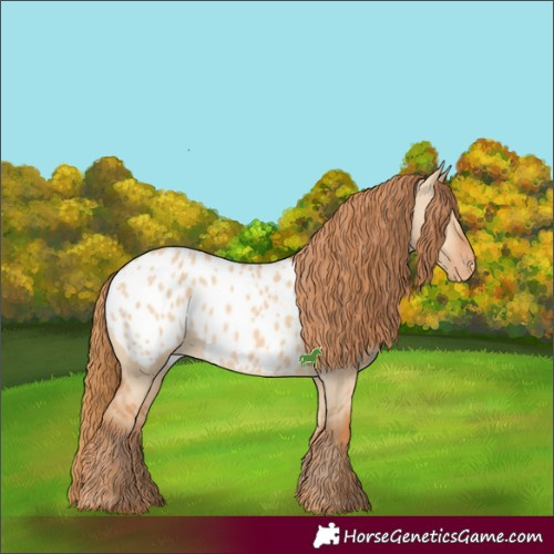 Horse Color:Red Dun Appaloosa