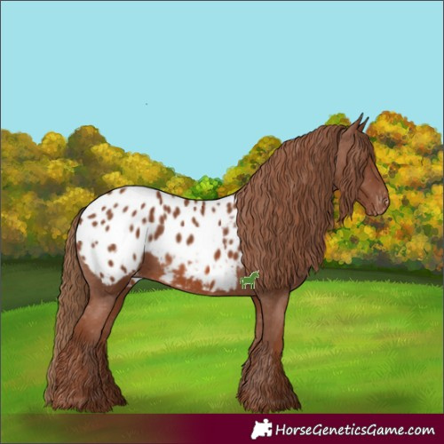 Horse Color:Chestnut Blanket