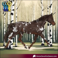 Horse Color:White Spotted Liver Chestnut Rabicano 