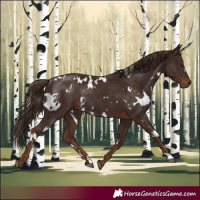 Horse Color:White Spotted Liver Chestnut Rabicano 