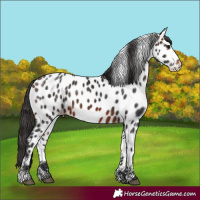 Horse Color:Brown Sabino Appaloosa 