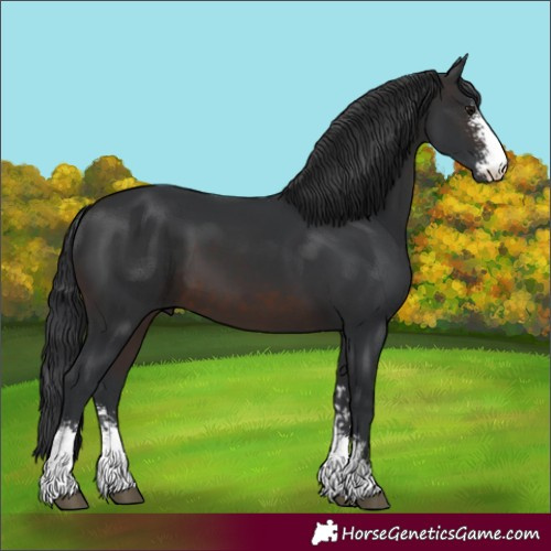 Horse Color:Brown Sabino 