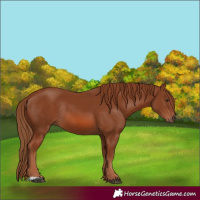 Horse Color:Chestnut Rabicano 