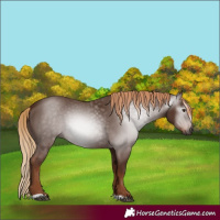 Horse Color:Gray Chestnut 