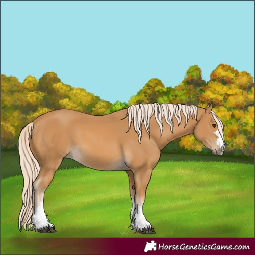 Horse Color:Palomino