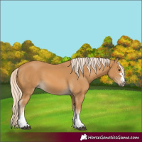 Horse Color:Palomino