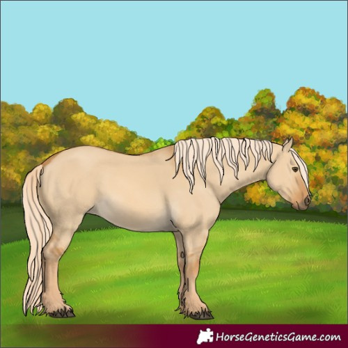 Horse Color:Palomino Dun 