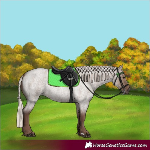 Horse Color:Silver Grullo Roan 