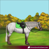 Horse Color:Silver Grullo Roan