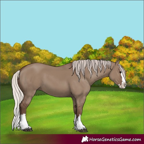 Horse Color:Silver Grullo Splash 