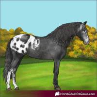 Horse Color:Gray Black Sabino Appaloosa Rabicano 