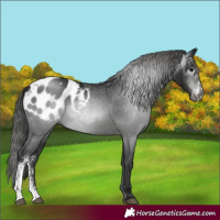 Horse Color:Gray Black Sabino Blanket Rabicano