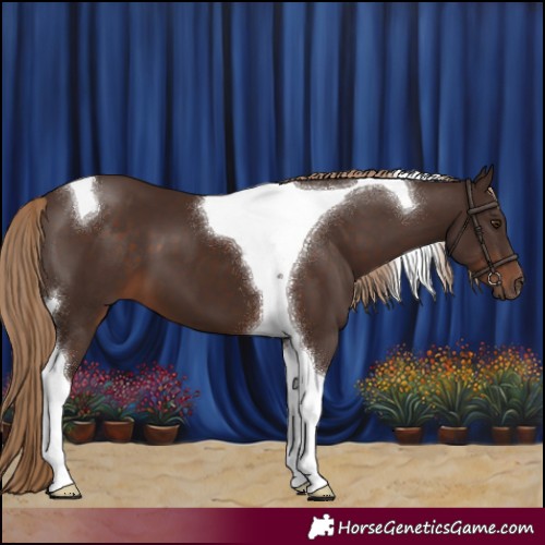 Horse Color:Liver Chestnut Tobiano