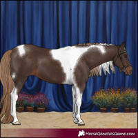 Horse Color:Liver Chestnut Tobiano