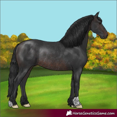 Horse Color:Brown Rabicano 