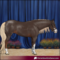 Horse Color:Liver Chestnut Sabino
