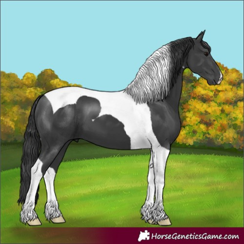 Horse Color:Black Tobiano 