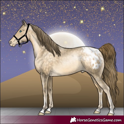 Horse Color:Buckskin Pearl Appaloosa 