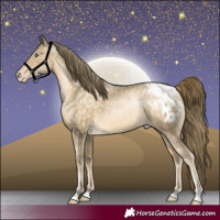 Horse Color:Buckskin Pearl Varnish