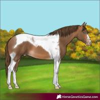 Horse Color:Gray Perlino Tobiano