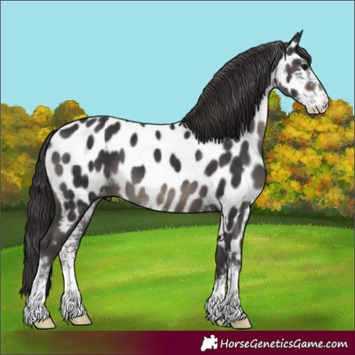 Horse Color:Smoky Black Sabino Appaloosa 
