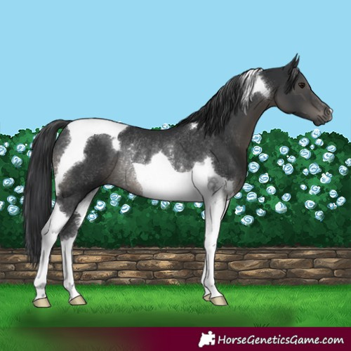 Horse Color:Black Tobiano Rabicano