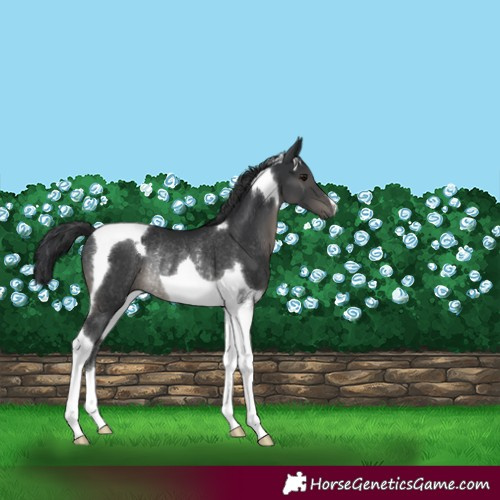 Horse Color:Black Tobiano Rabicano 